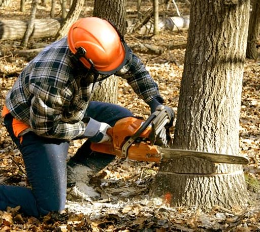 Tree Removal in Greenview, CA